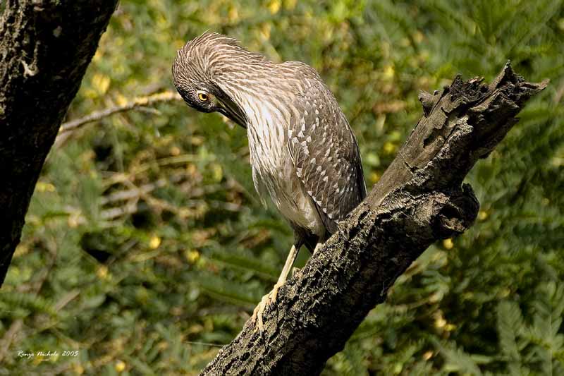 Renzo-Nitticora immatura Nycticorax nycticorax